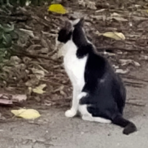 J-1: 聽過卻最近才看完的異鄉人，挑戰讀法文版的第一天！