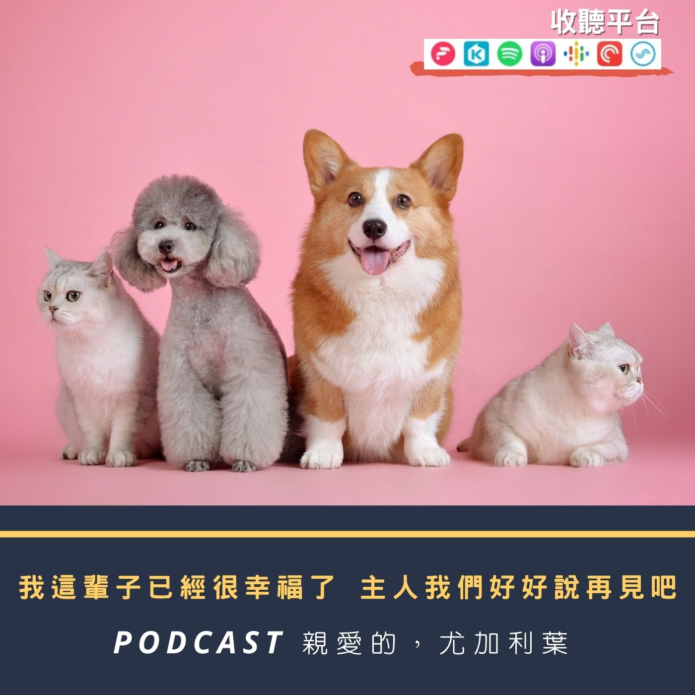 親愛的，尤加利葉