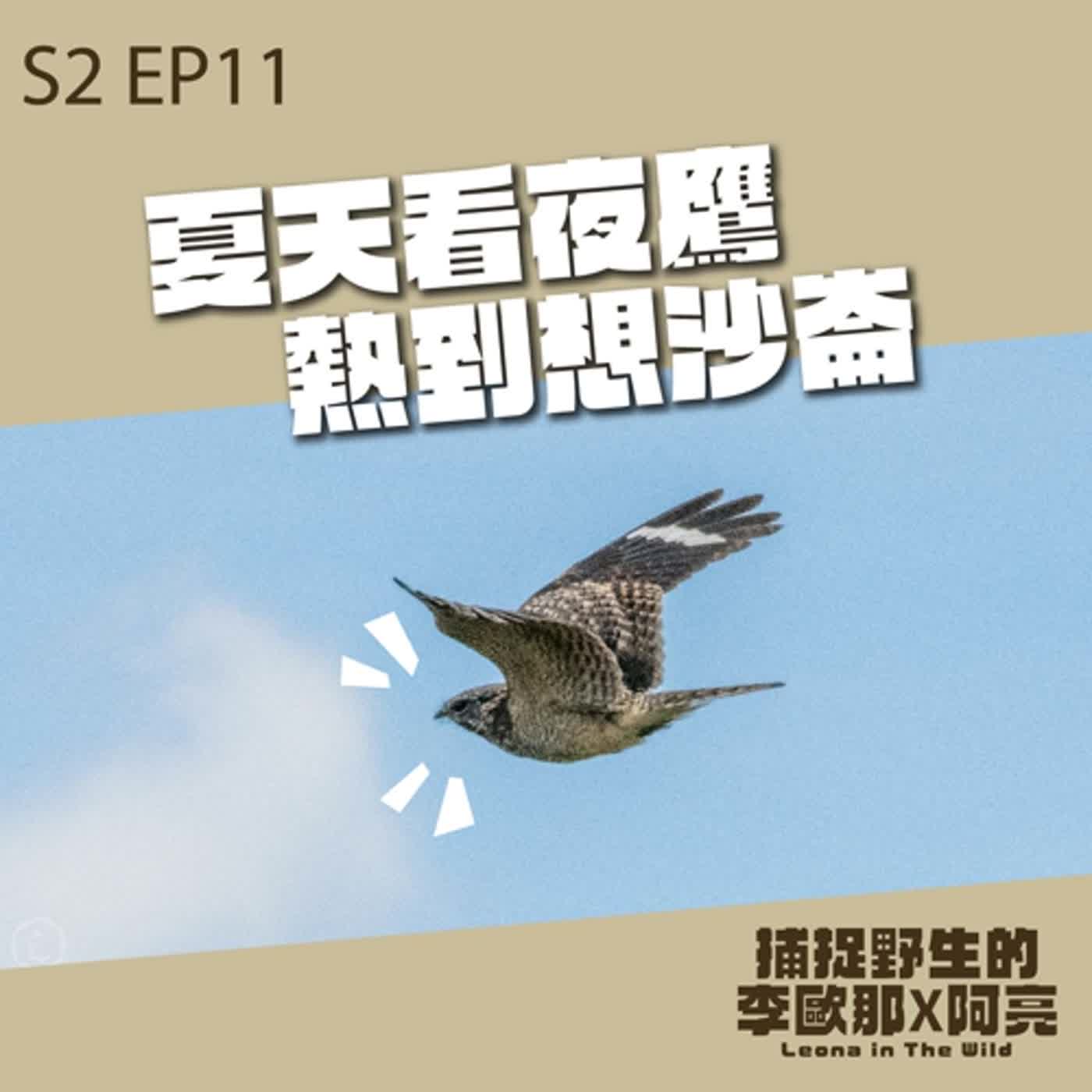 S2 EP.11 夏天看夜鷹熱到想沙崙