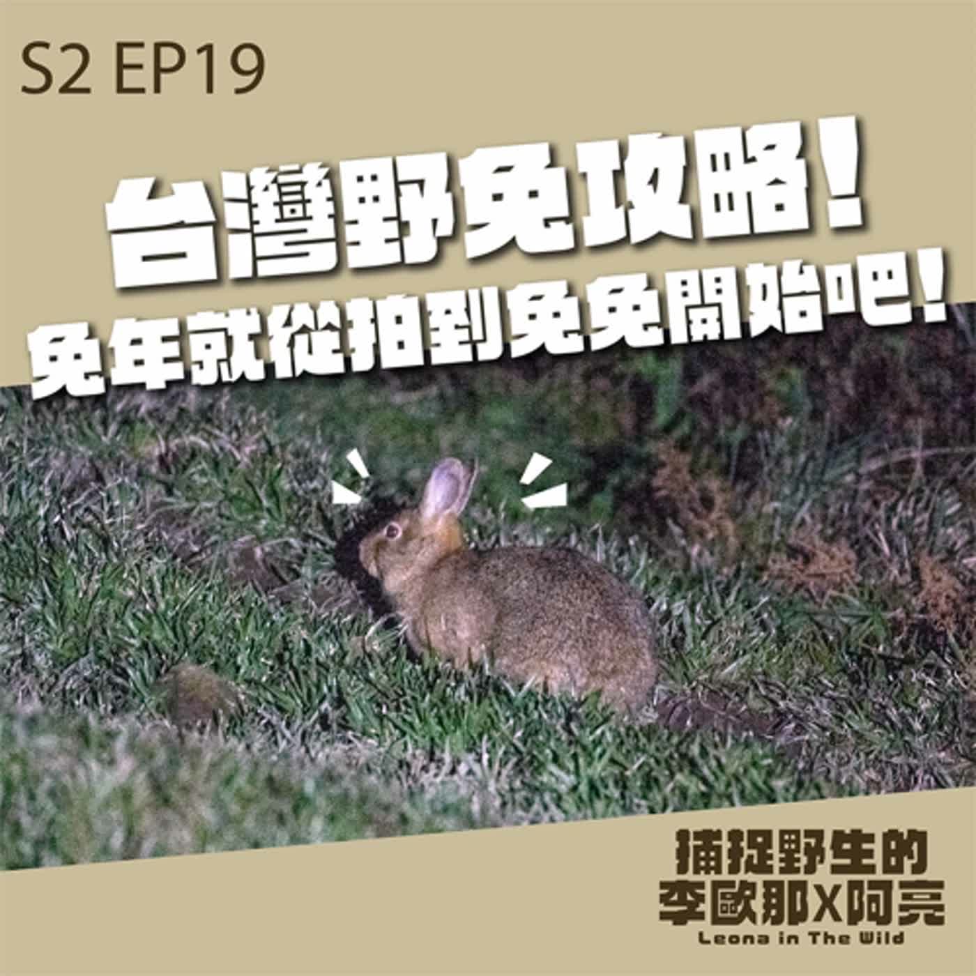 S2. EP19 台灣野兔攻略-兔年就從拍到兔兔開始吧！