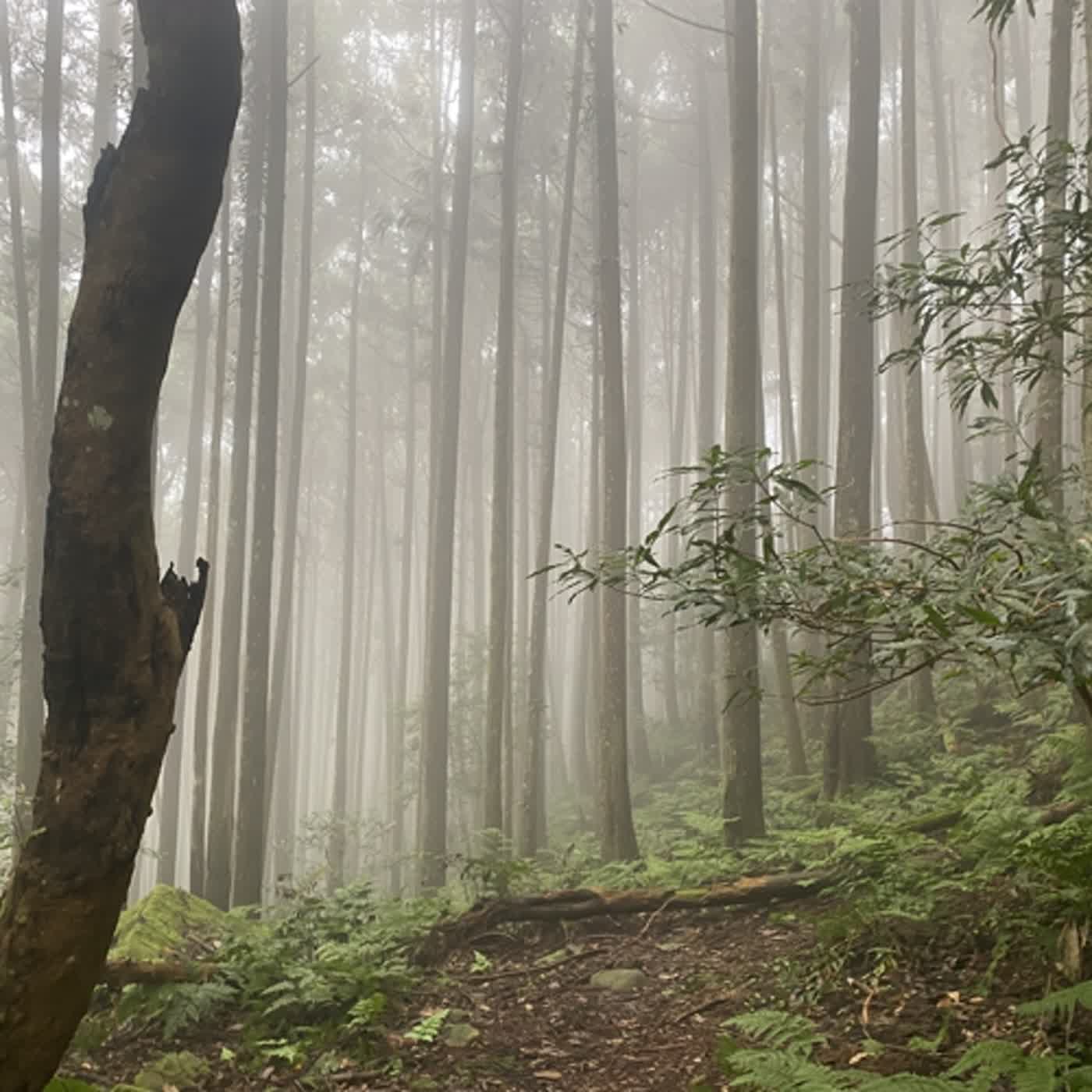 #66 半夜的深山好可怕。山搜的故事與山難的觀念/消防生活，生活消防