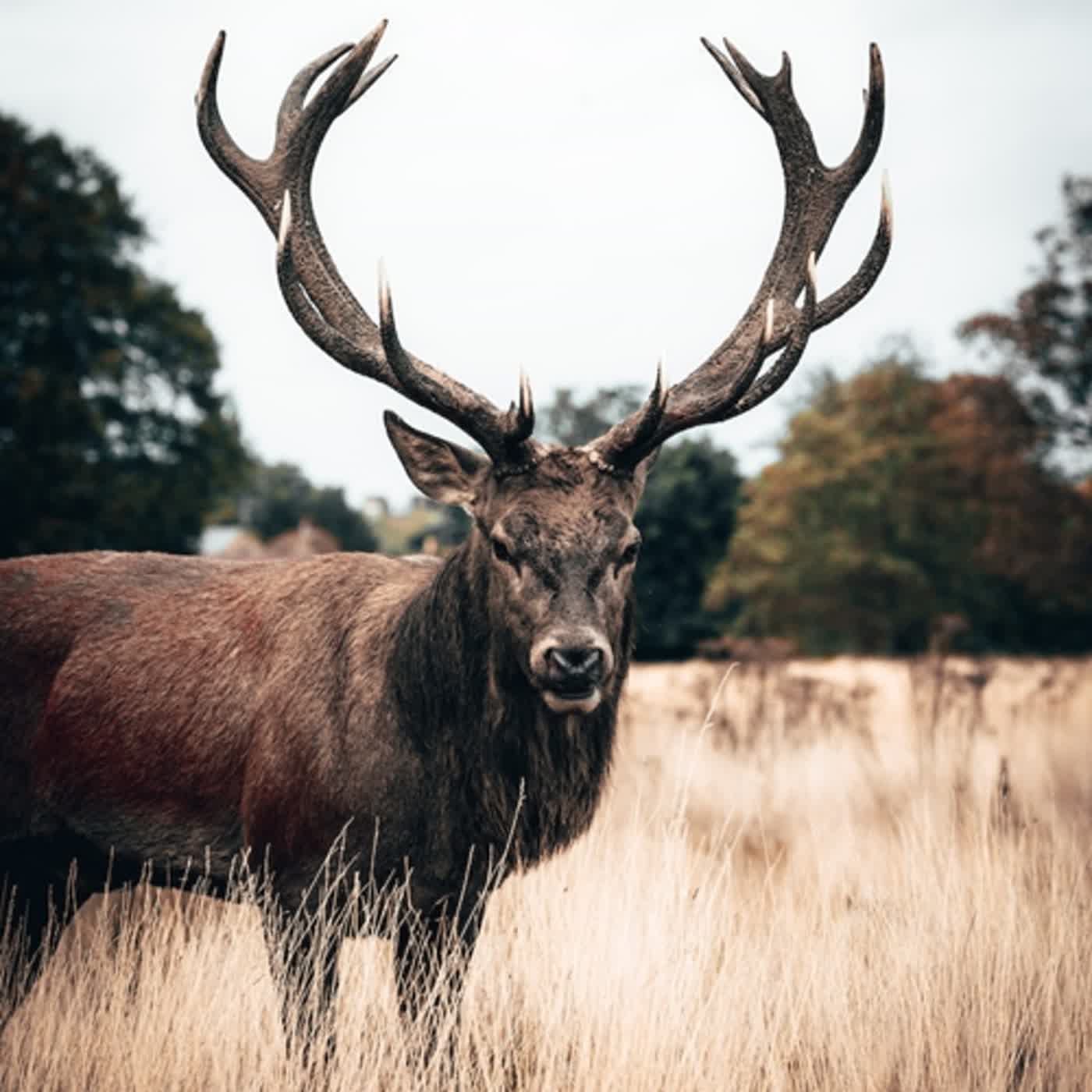 EP∣207【神秘事件】哈瑪爾班達山難事件⛰️💀