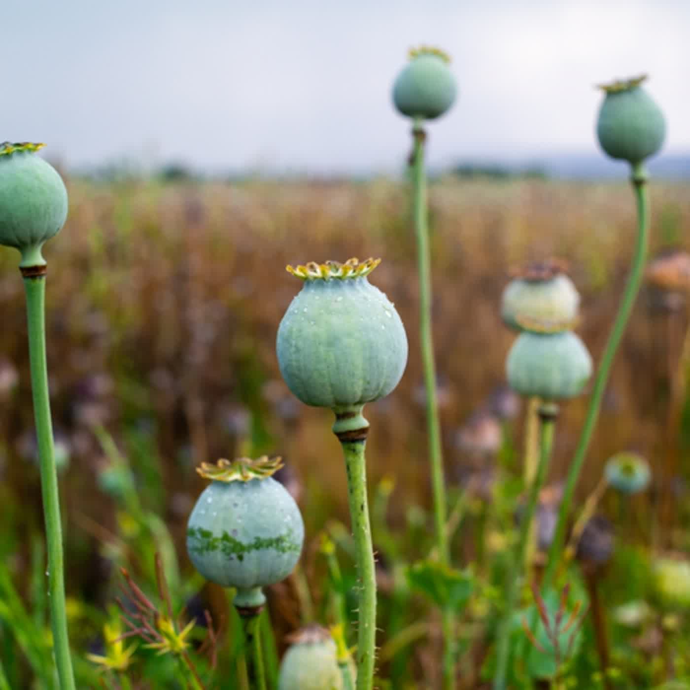 EP∣176【歷史】共產黨如何在中國站穩腳步？（第3集）