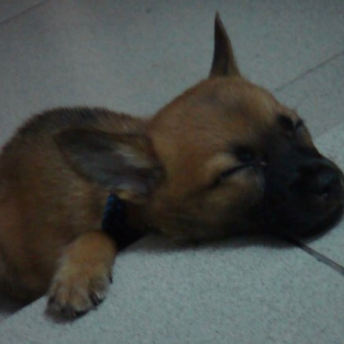 台灣犬先生你目睹所有動物來到!