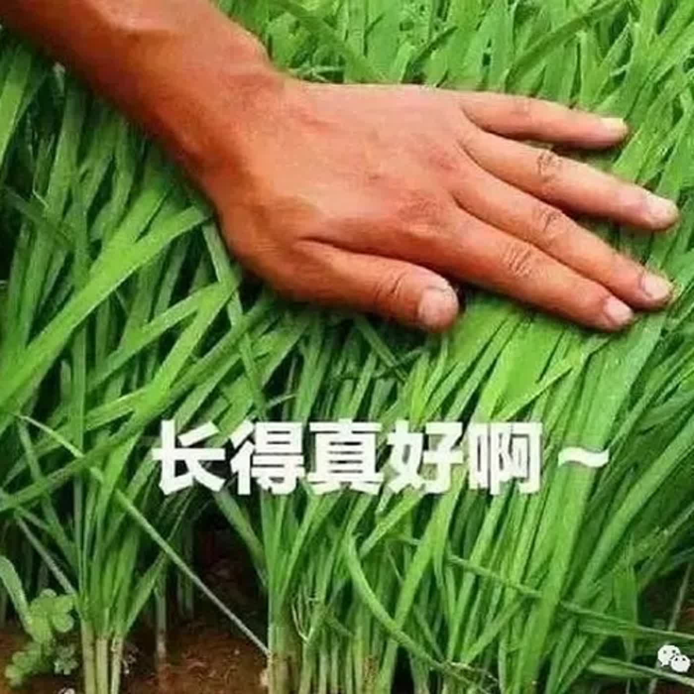 91.主力收割韭菜的劇本!