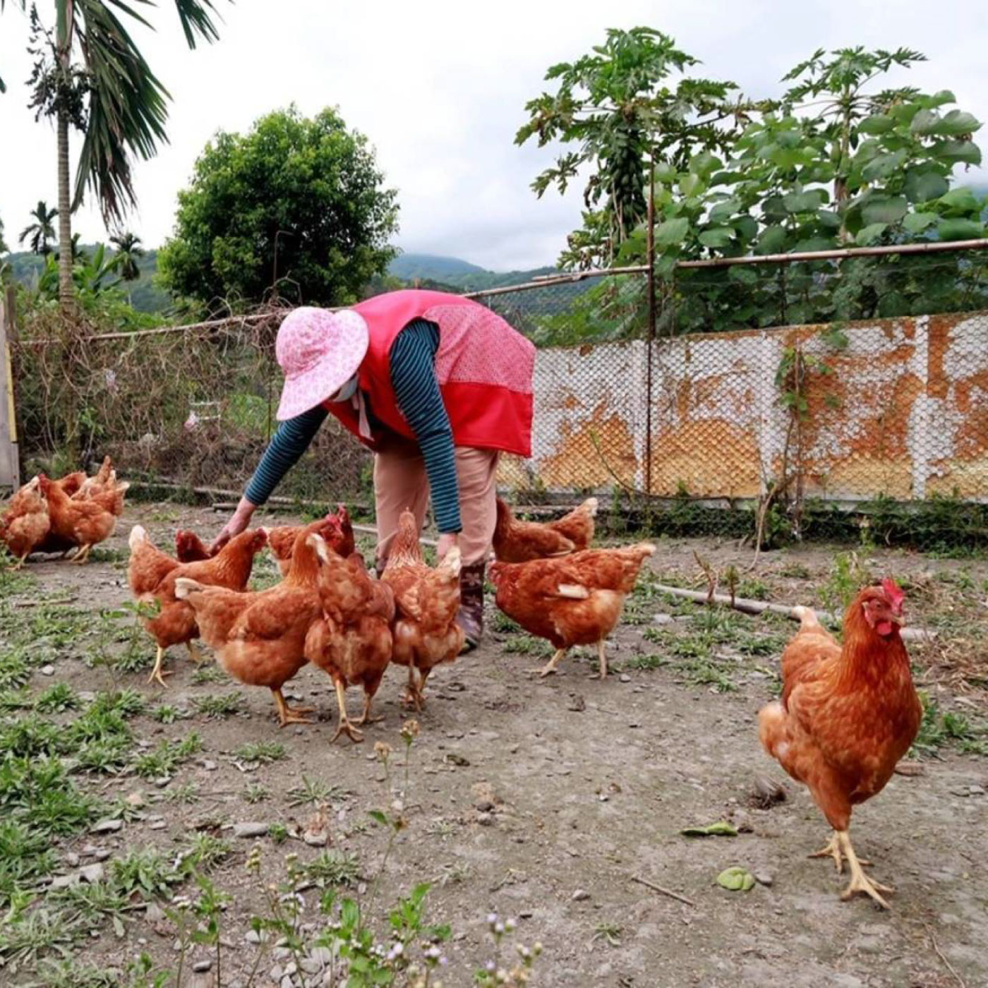 （第三季登場）部落長輩養雞+大學生營銷=【慈濟大學】社會責任孵出幸福感