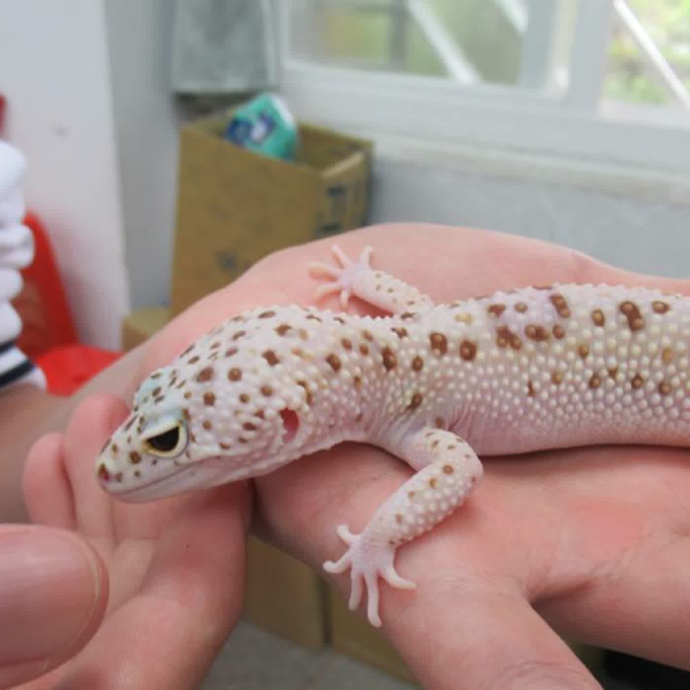 【教育新亮點】被可愛征服！八里國中學生搶當爬蟲類飼主~