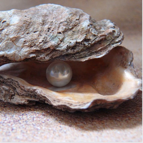 生物大百科:阿罵說吃牡蠣🦪會幫助生男生,是真的嗎還是迷信?牡蠣會生珍珠嗎?