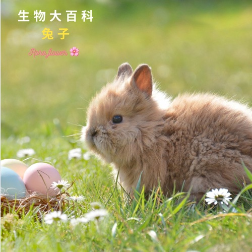 生物大百科:兔子🐰尾巴不是想像中圓圓短短的?兔子可以洗澡嗎?