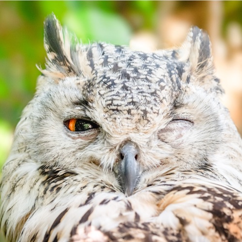 生物大百科:貓頭鷹 🦉眼睛會發出光?! 頸部可以轉270度?!睡覺真的是睜一隻眼閉一隻眼🤣