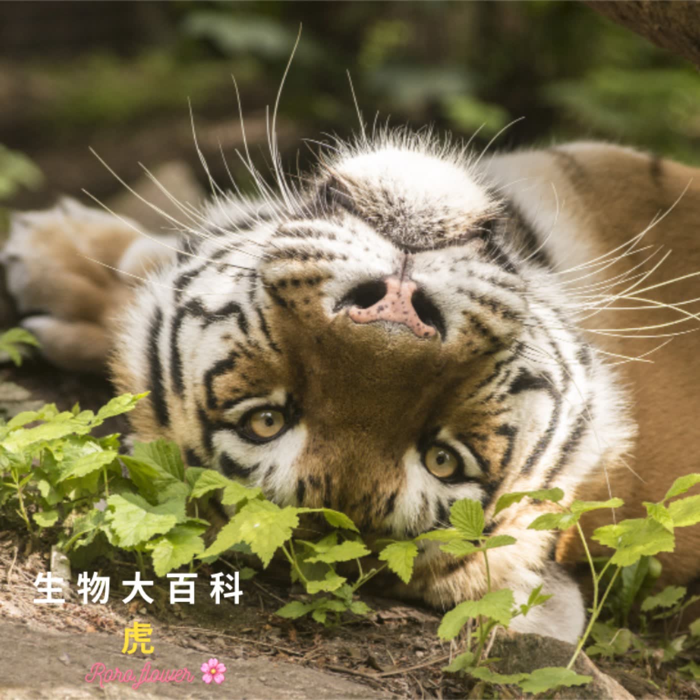 生物大百科:🐯人類記憶輸老虎?!虎尿液味道像爆米花🍿 虎快要消失絕種了😢!