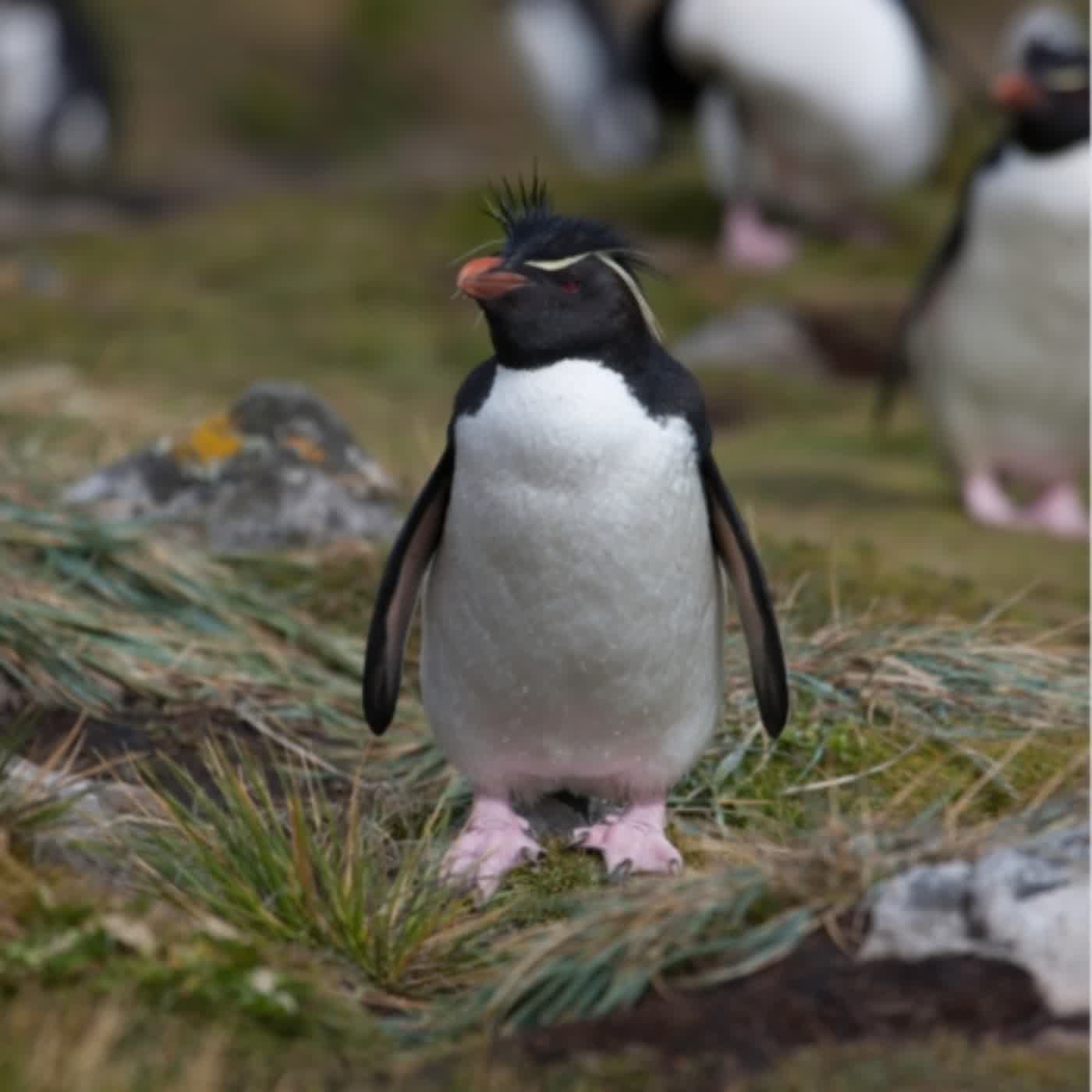 生物大百科:企鵝🐧可以在水中憋氣多久?企鵝的雙眼可以排除海水中的鹽分!