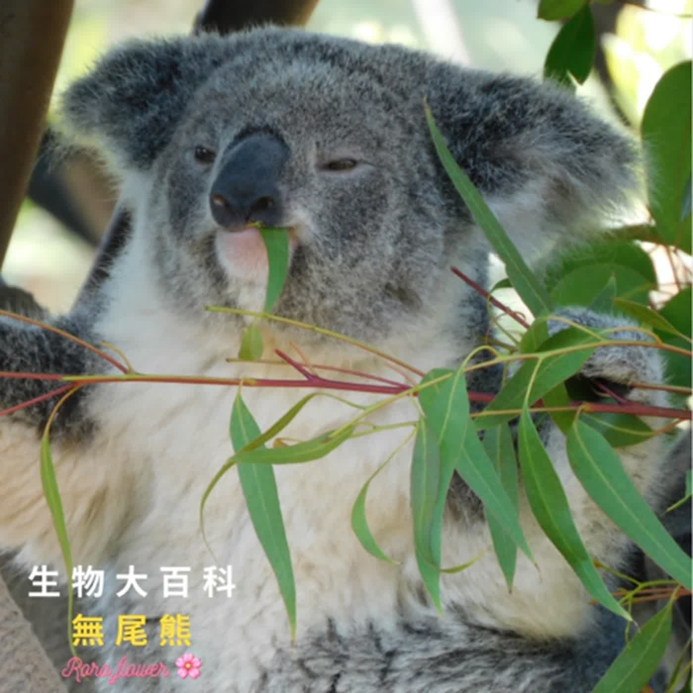 生物大百科:無尾熊🐨的育兒袋在哪? 關於人格跟天賦測驗,你是屬於無尾熊嗎?