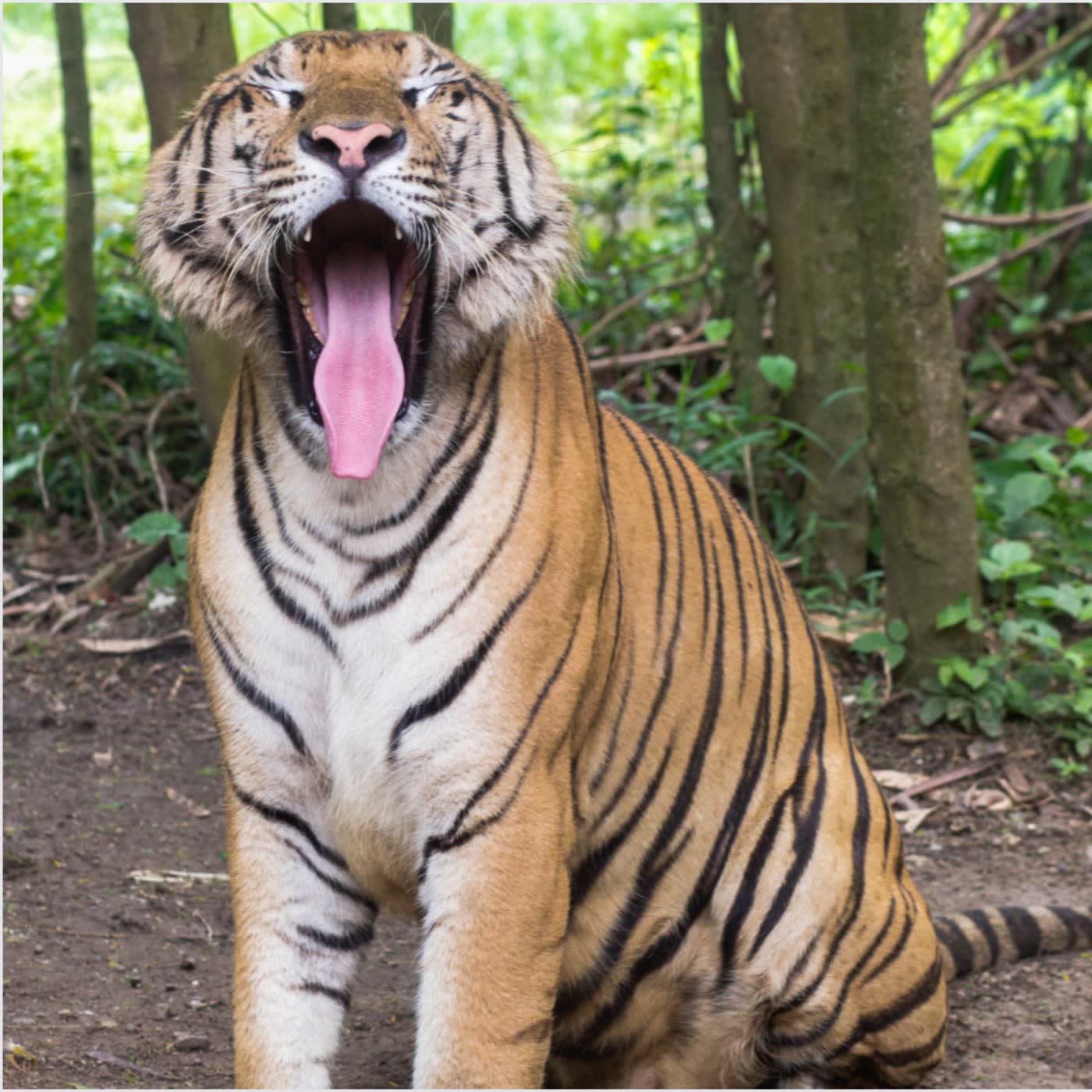 生物大百科:🐯獅虎、虎獅跟獅獅虎是什麼?