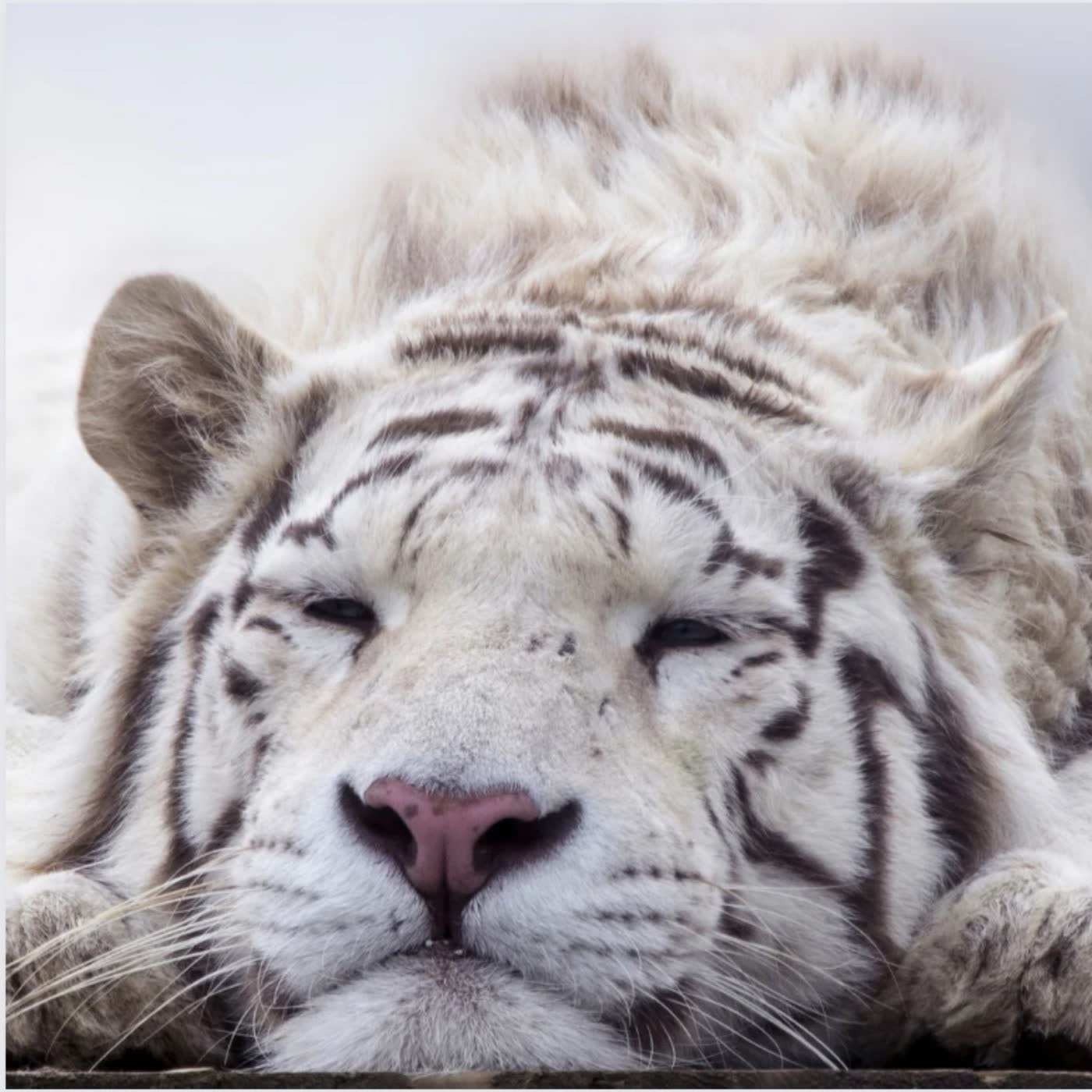 生物大百科:老虎🐯全身都有超凡能力,夜視力是人類的6倍!