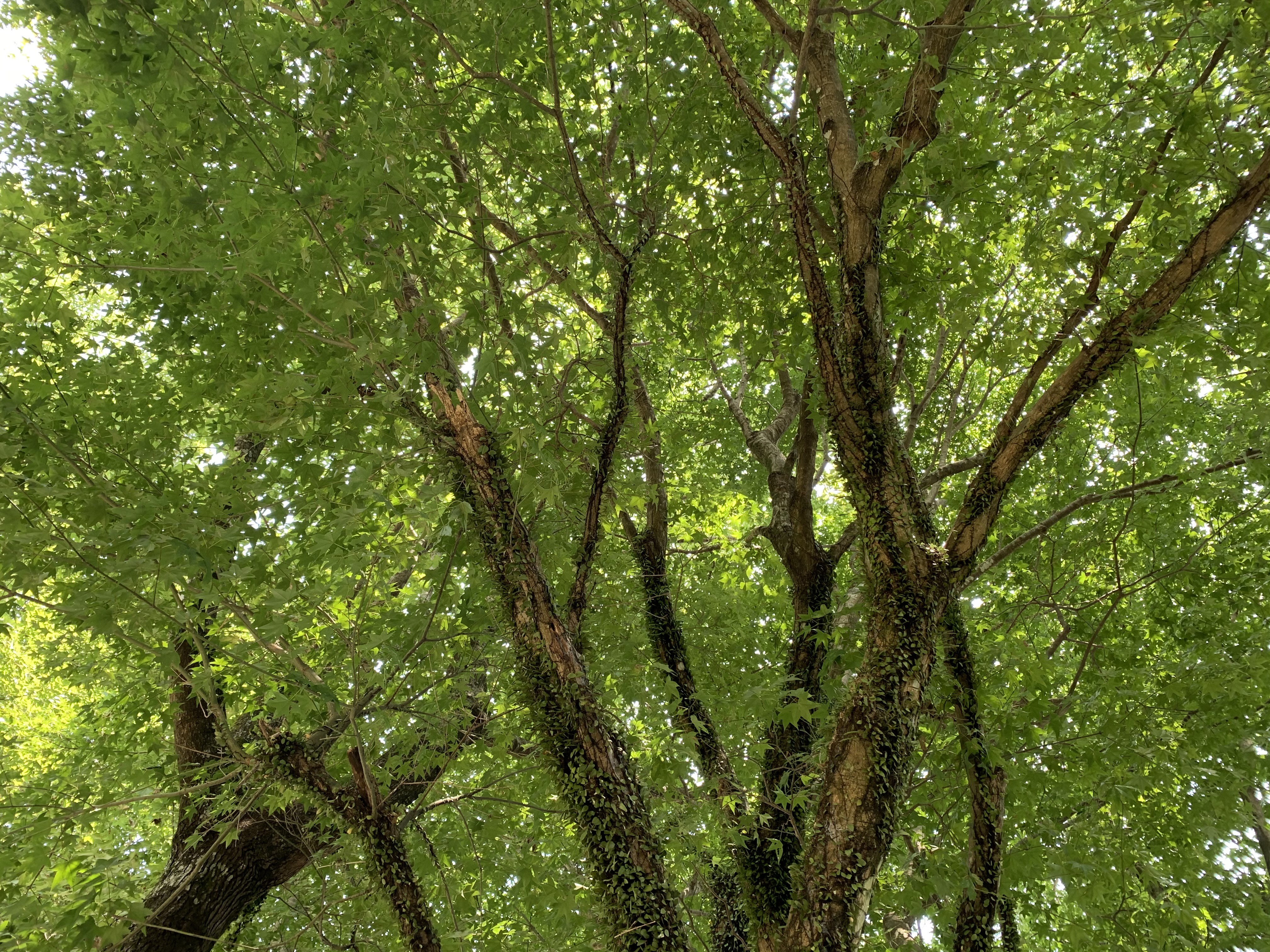 慧馨牧師與你一起讀經：創世記四華