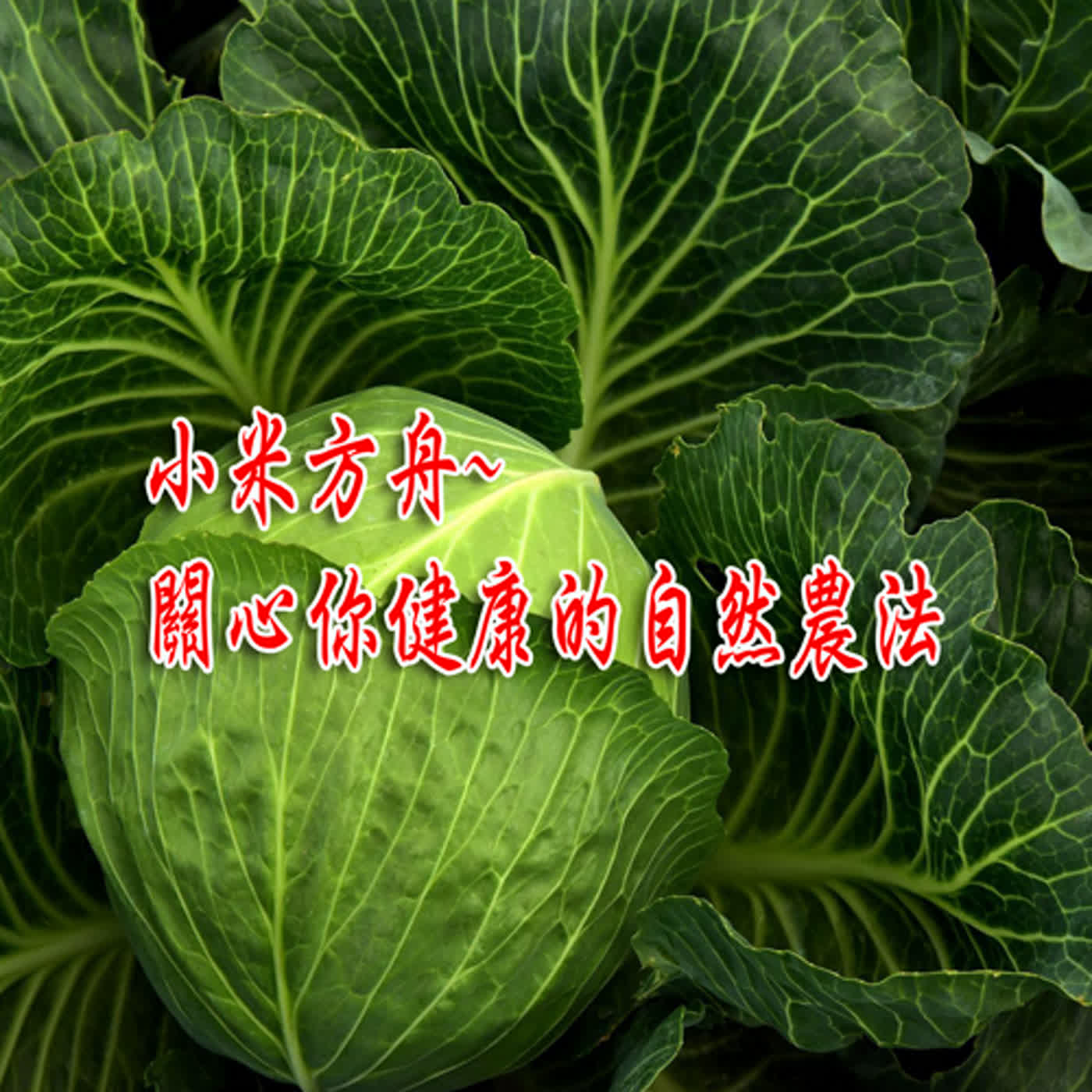 小米方舟~ 關心你健康的自然農法 