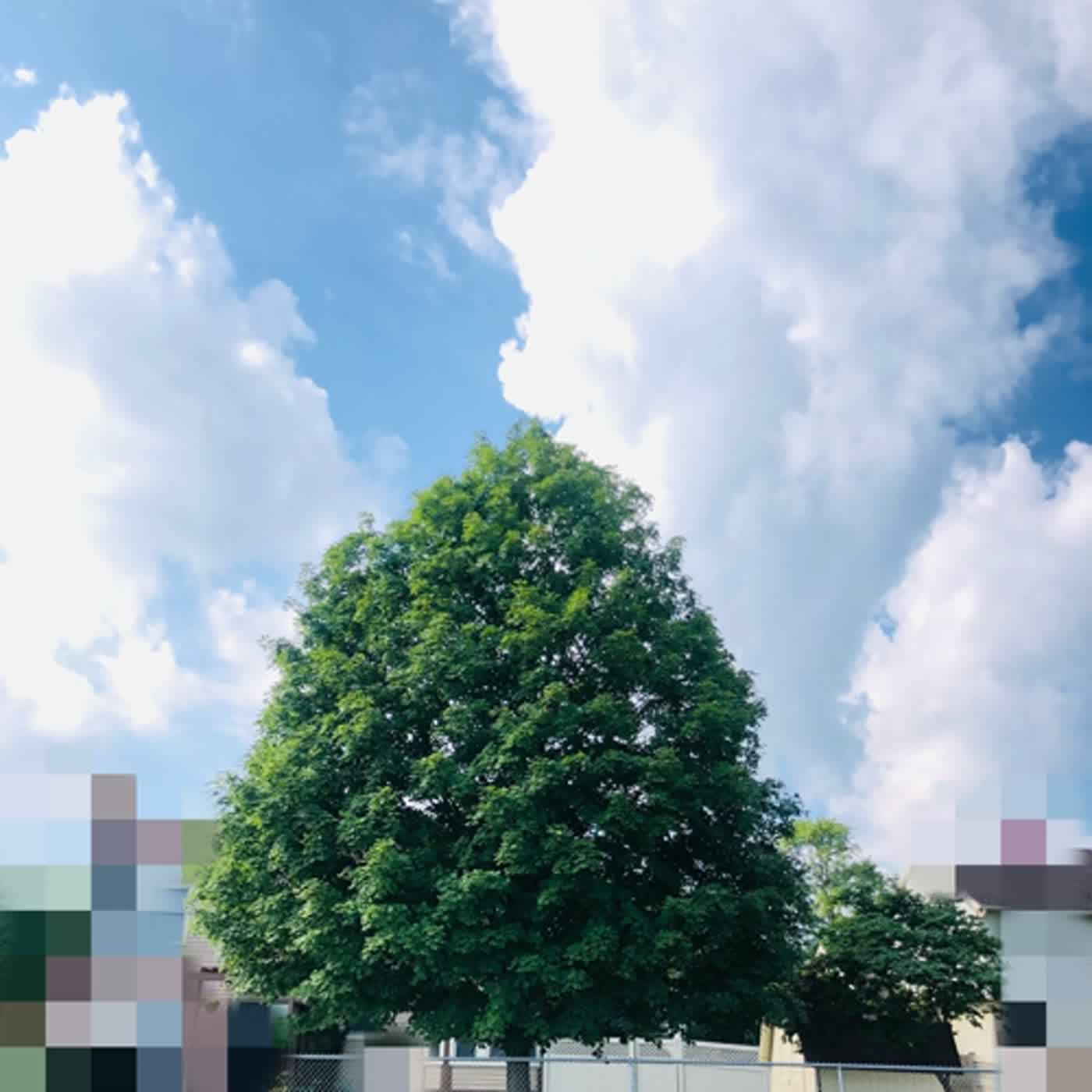 cover of episode 三毛说- 如果有来生