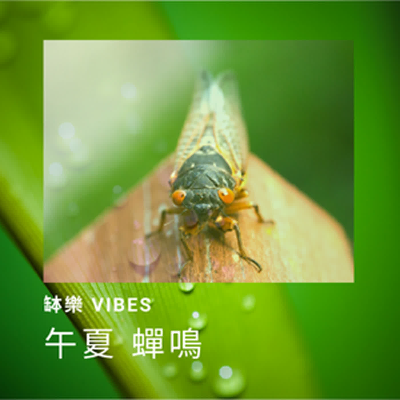 午夏 蟬鳴