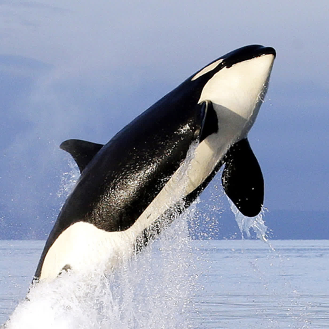 達爾文知道嗎?人類的祖先可能住在水裡?!