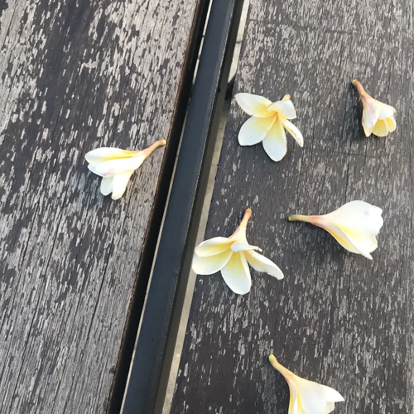生活中醫，說給你聽