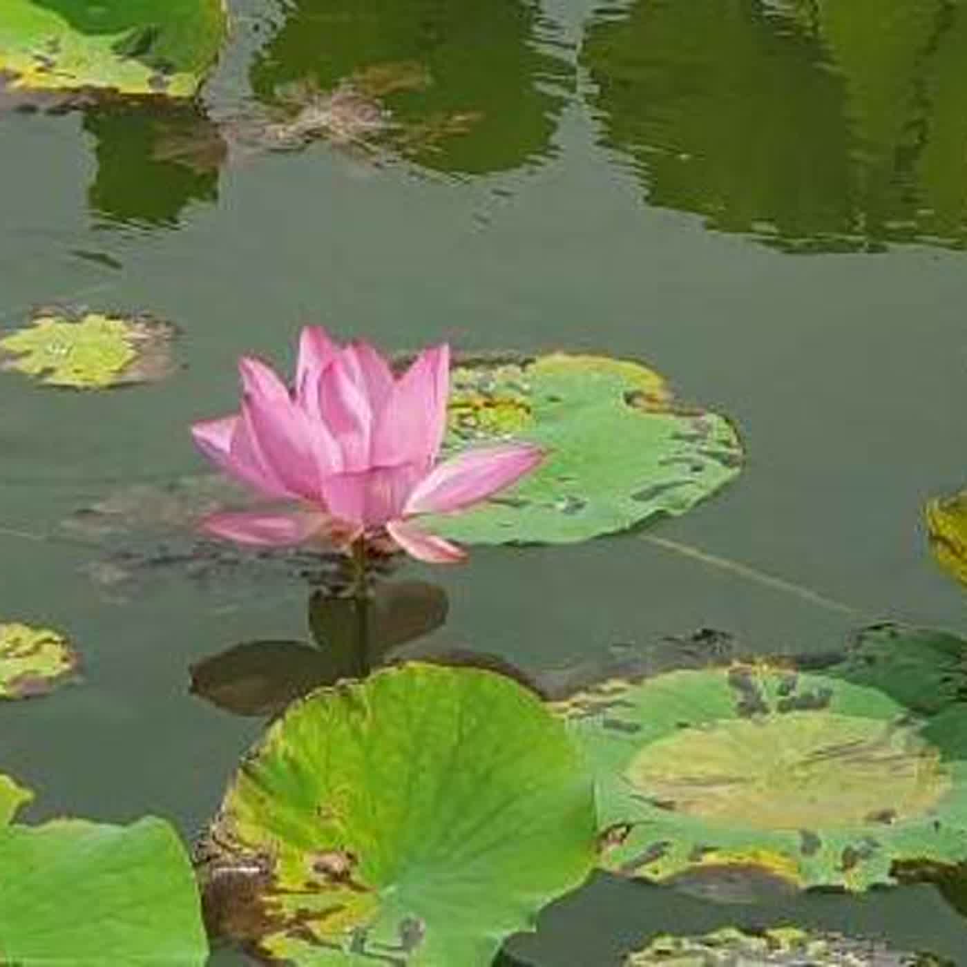 法藏比丘四十八大願