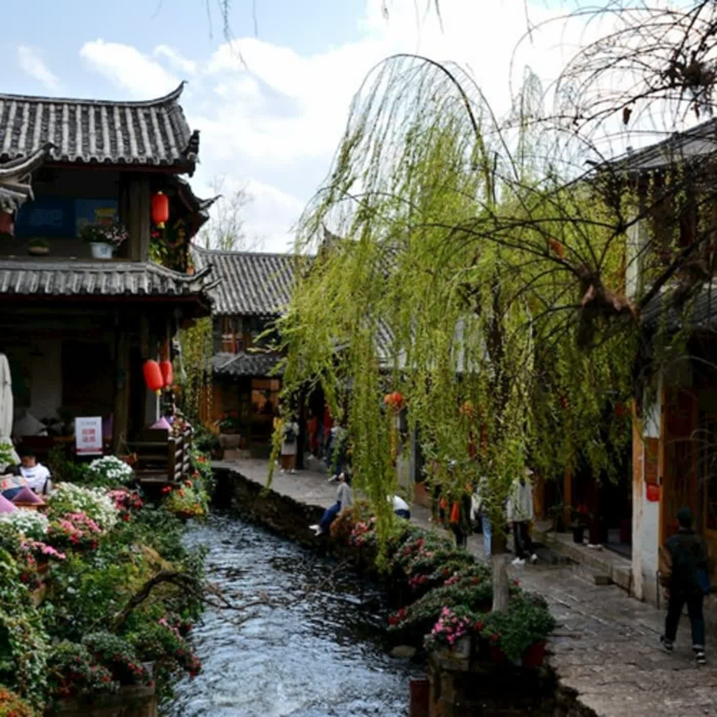 麗江大樹的故事02